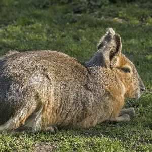 Patagonian mara (Dolichotis patagonum) Patagonian mara (Dolichotis patagonum)