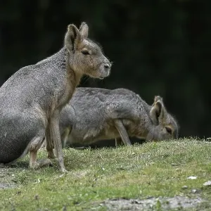 Two Patagonian maras (Dolichotis patagonum) Two Patagonian maras (Dolichotis patagonum)
