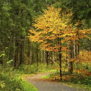 A path in an autumnal forest. A small tree with yellow leaves at the side of the path