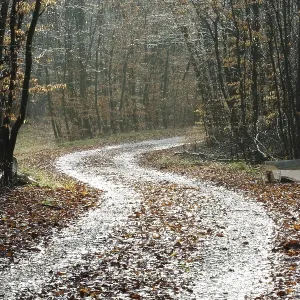 Path through an autunmale forest on a rainy day Path through an autunmale forest on a rainy day
