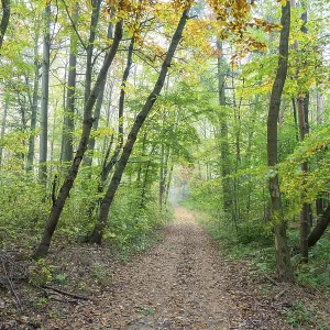 Path through beech forest, Baden-Wuerttemberg