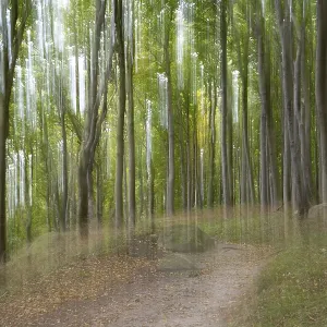 Path through the beech forest, blurred