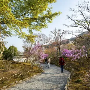Path between blooming bushes in spring Path between blooming bushes in spring
