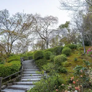 Path between blooming bushes in spring