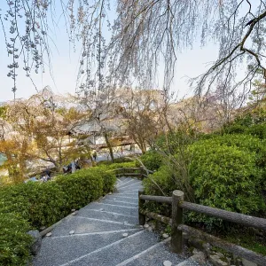 Path under blooming cherry trees