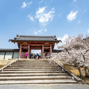 Path with blossoming cherry tree