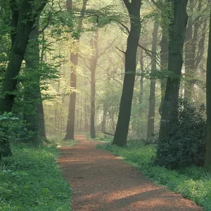 Path through deciduous forest on a spring morning