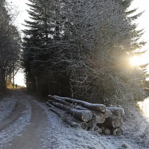 Path, edge of forest, snow, frost