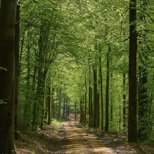 Path, forest, beech, backlight