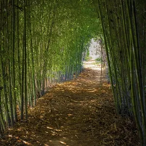 Path in a forest of cane trees Path in a forest of cane trees