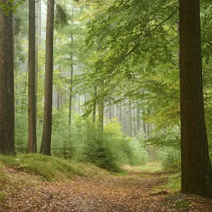 Path, Forest, Conifer, Deciduous tree Path, Forest, Conifer, Deciduous tree
