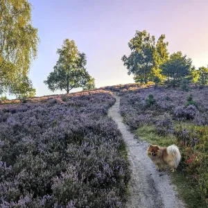 Path through the heath with a dog and trees at dawn Path through the heath with a dog and trees at dawn