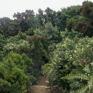 Path through the laurel forest Path through the laurel forest
