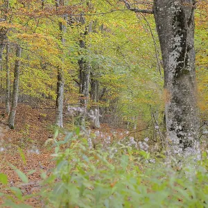 Path leading through an autumn forest with colorful leaves and tranquil surroundings