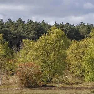 A path that leads through an autumnal landscape of fields and woods A path that leads through an autumnal landscape of fields and woods