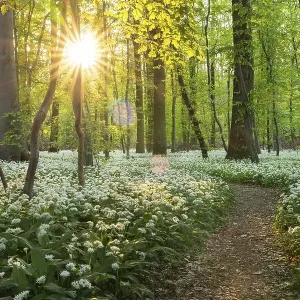 Deciduous Forest Print with Ramson Blooms