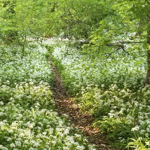 A path leads through a deciduous forest with white flowering ramson (Allium ursinum) in spring in the evening sun