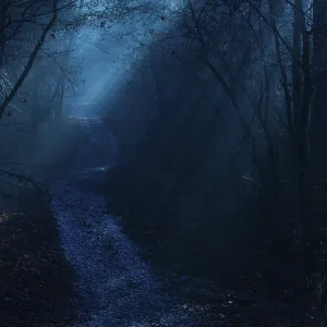 A path leads through a deep, shimmering blue night forest