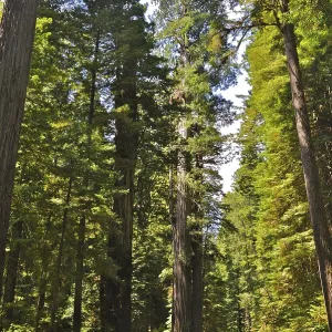 A path leads through a dense forest of tall redwood trees