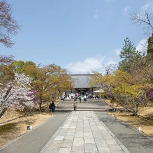 Path lined with blooming trees in spring Path lined with blooming trees in spring