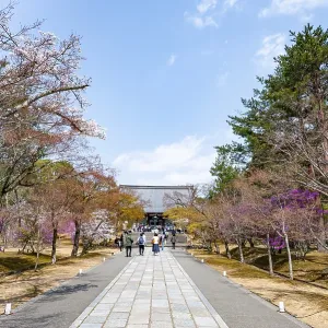 Path lined with blooming trees in spring