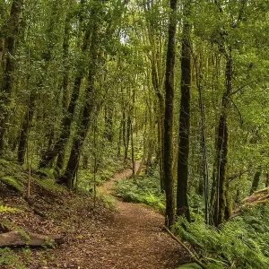 Path between moss covered trees in the evergreen cloud forest of Garajonay National Park Path between moss covered trees in the evergreen cloud forest of Garajonay National Park