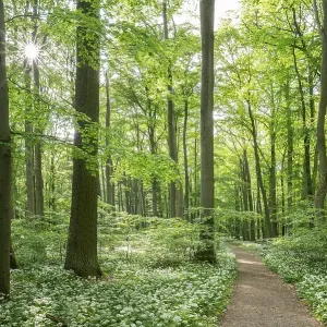 Path through near-natural forest with flowering ramson (Allium ursinum)