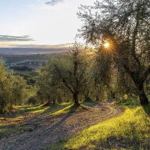 Path through an olive grove at sunrise