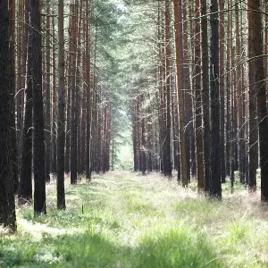 Path through a pine monoculture forest Path through a pine monoculture forest