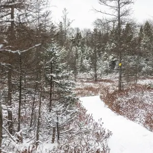 Path through a snowy evergreen forest with patches of red undergrowth enhancing the serene mood in London