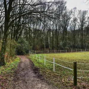 A path winding through a forest with bare trees A path winding through a forest with bare trees