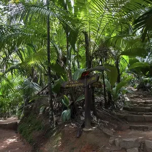 Paths and vegetation in the Vallee de Mai National Park