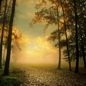 Golden Sunset Pathway Print, Pardubice, Czech Republic