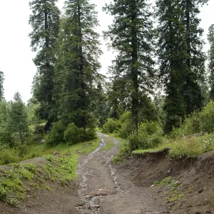 A Pathway into the Mountains in Nathia Gali