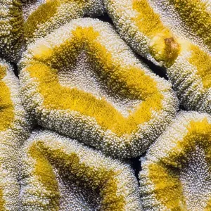 Pattern of yellow coral with soft texture and irregular shapes