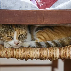 Patterned cat sleeping cosily on a woven chair seat under a table