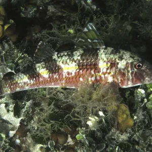 Striped Barb Print, Stoja Reef, Croatia