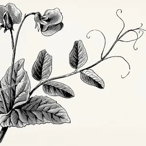 Pea leaf tendrils. Antique stylized illustration