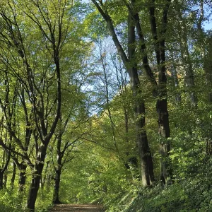 A peaceful forest path surrounded by tall trees with green foliage and dappled sunlightTree in autumn colors in France A peaceful forest path surrounded by tall trees with green foliage and dappled sunlightTree in autumn colors in France