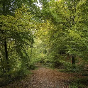 A peaceful forest path surrounded by trees with green and autumnal leaves A peaceful forest path surrounded by trees with green and autumnal leaves