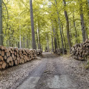 Un sendero forestal pacífico con pilas de troncos cortados en ambos lados.