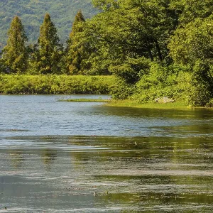 A peaceful lake scene with tree reflections and abundant greenery A peaceful lake scene with tree reflections and abundant greenery
