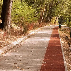Peaceful path with Bike stripe in the forest in autumn Peaceful path with Bike stripe in the forest in autumn