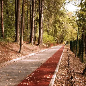 Peaceful path with Bike stripe in the forest in autumn Peaceful path with Bike stripe in the forest in autumn