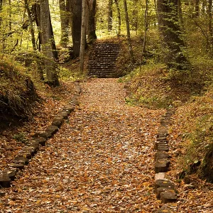 Peaceful path in the forest in autumn Peaceful path in the forest in autumn
