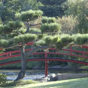 Peaceful setting in Japanese Garden