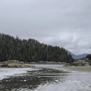 A peaceful shoreline with trees and mountains in the background in Tofino A peaceful shoreline with trees and mountains in the background in Tofino