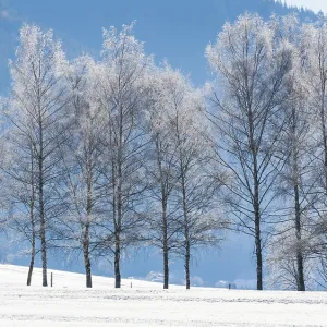 Peaceful snowy landscape in Tragos
