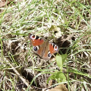 Peacock butterfly (Aglais io), butterfly