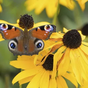 A peacock butterfly (Aglais io) sitting on a yellow flower A peacock butterfly (Aglais io) sitting on a yellow flower